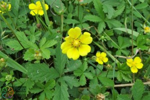 potentilla reptans (4)